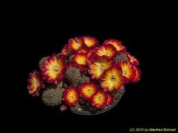 Sulcorebutia tarabucoensis v. tarabucoensis WR66 2185